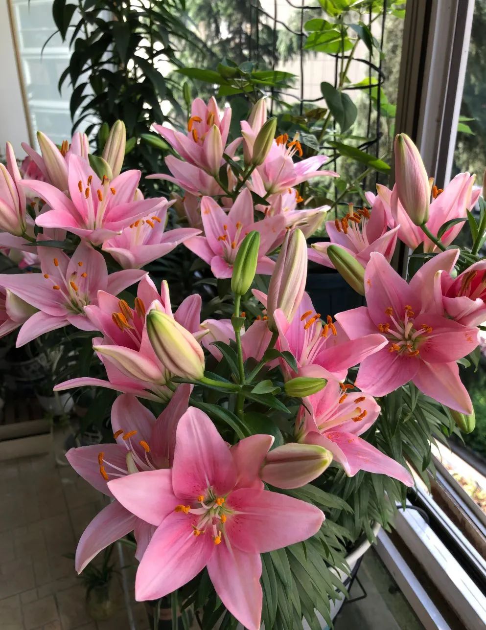 秋日赏花,百合必须要拥有姓名