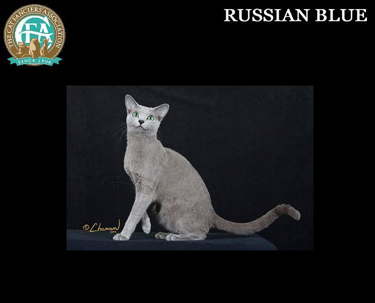 猫有哪些品种最好附图说明,介绍一下猫都有什么品种