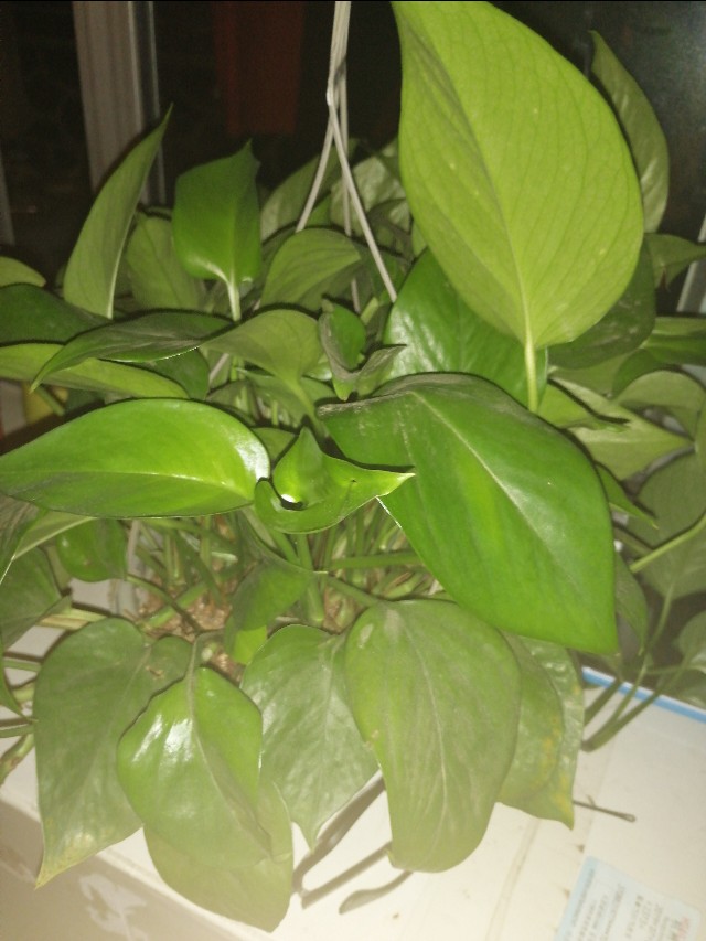 绿萝顽强生命力的描写,绿萝拥有顽强的生命力