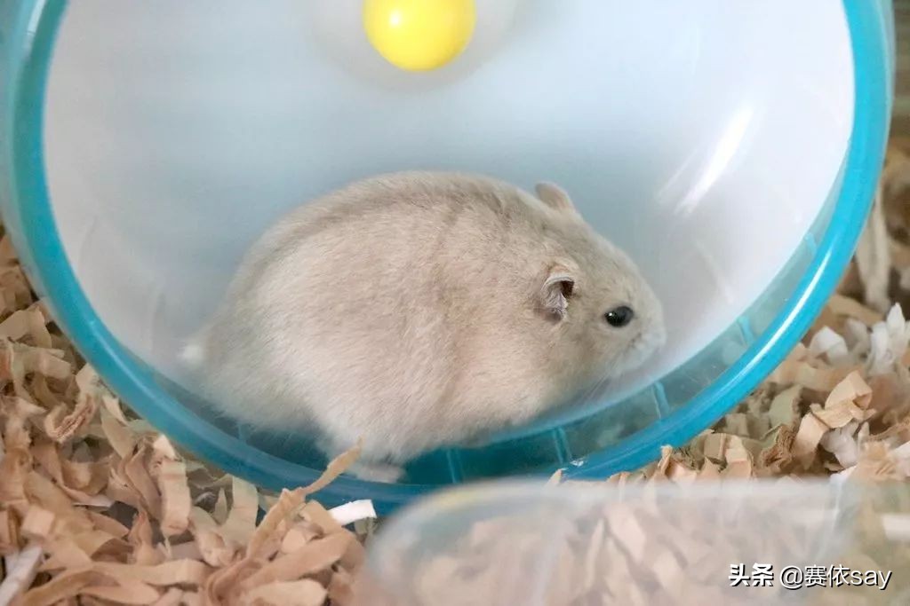 日本推主养了只小仓鼠，又团又圆的样子简直萌炸了！可爱到治愈！