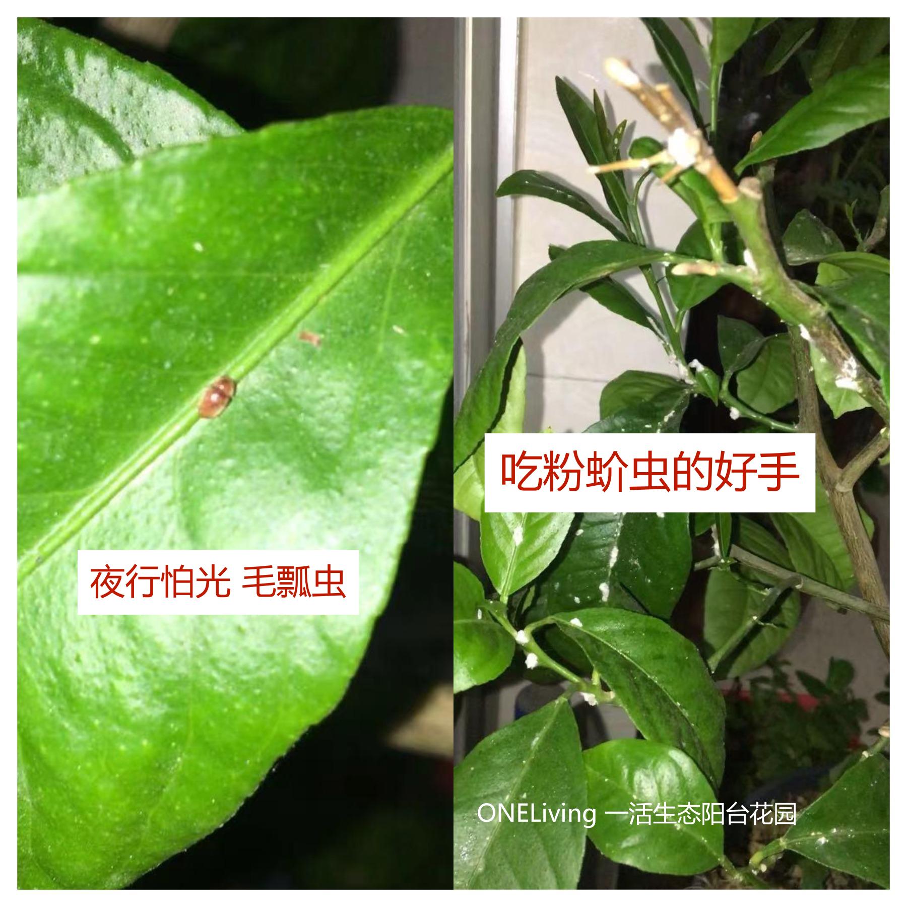蚜虫白粉蚧,菜苗蚜虫怎么除虫最好用