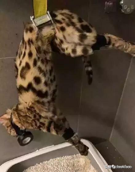 铏愮尗浜嬩欢铏愮尗鐙傞瓟,鐩樼偣铏愮尗琛屼负