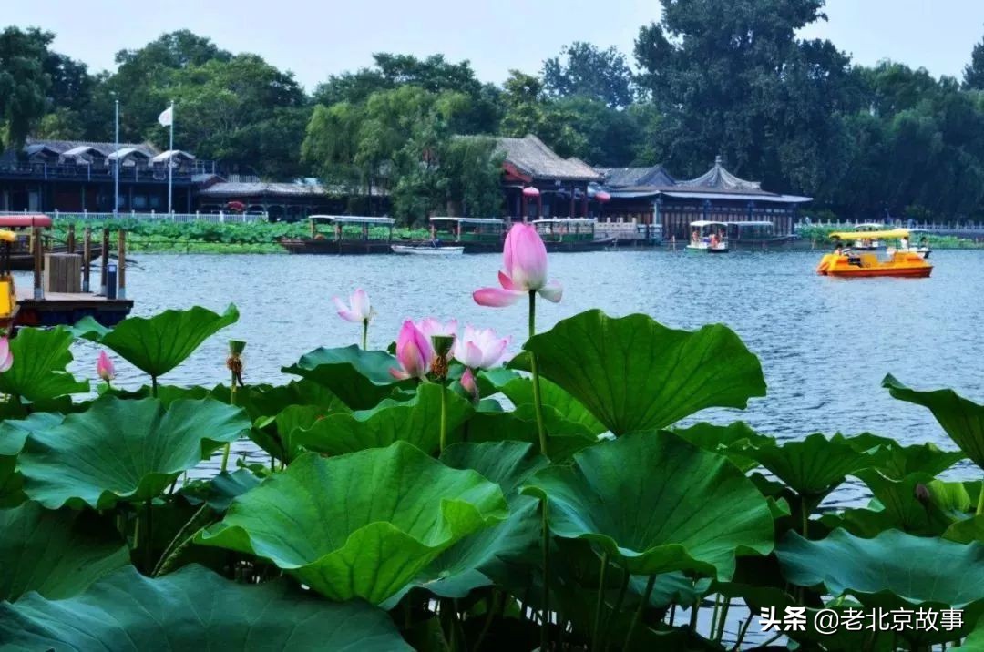 名人笔下的夏天段落,文人墨客笔下的北京