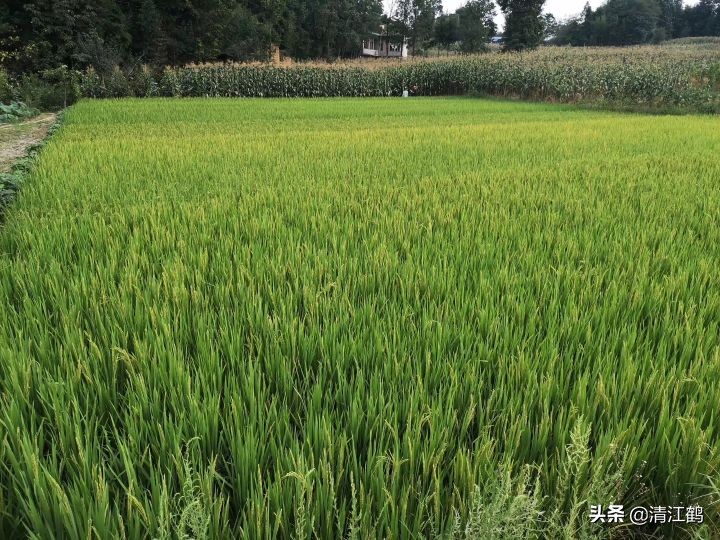 水稻立枯病和青枯病的区别是什么,水稻立枯病和青枯病用什么药防治