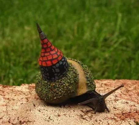 蜗牛是怎么制造出卵的,蜗牛构造方法