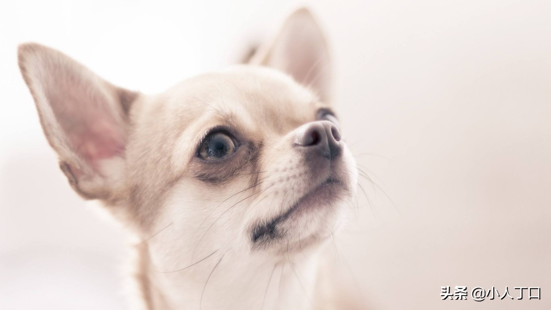 生活中常见的十种宠物狗，你认识多少？小白科普贴