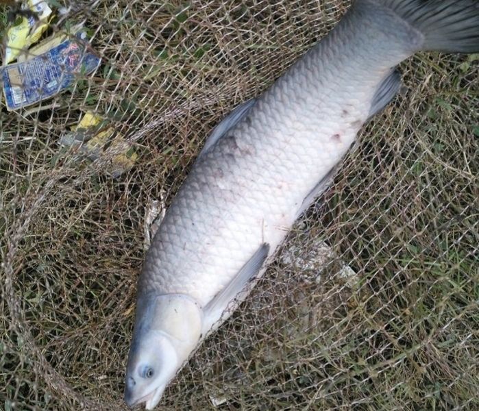 闽南鱼王500斤的大青鱼,中国淡水青鱼最大鱼王