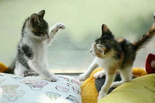 猫咪打架的原因和处理,猫咪之间打架了受伤了怎么办