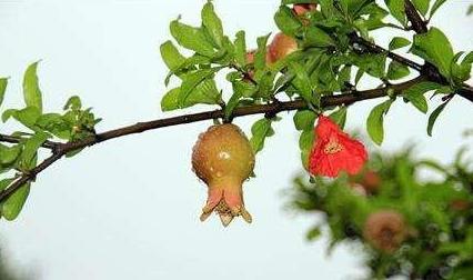 石榴栽培技术标准,石榴栽培技术