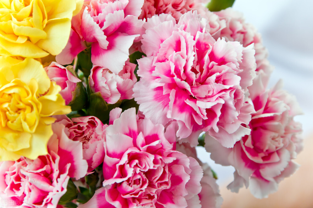 适合家庭养的带香味的无毒花,10种健康花