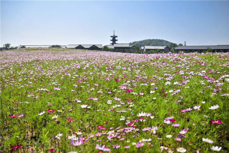 灵山小镇拈花湾樱花,无锡拈花湾樱花开