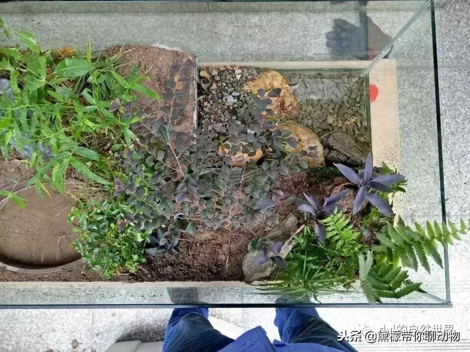 丛林造景黄缘龟池设计图大全,龟宝宝黄缘龟生态缸造景教程