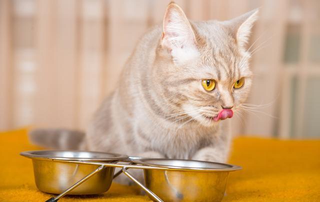 orijen渴望猫粮测评,orijen渴望猫粮官方旗舰店