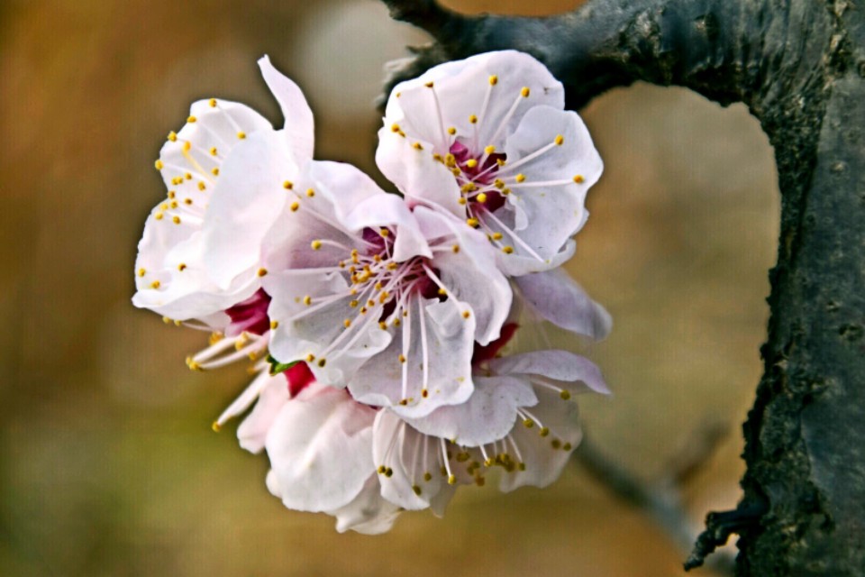 漂亮的杏花在枝头绽放,杏花盛开姹紫嫣红春意盎然