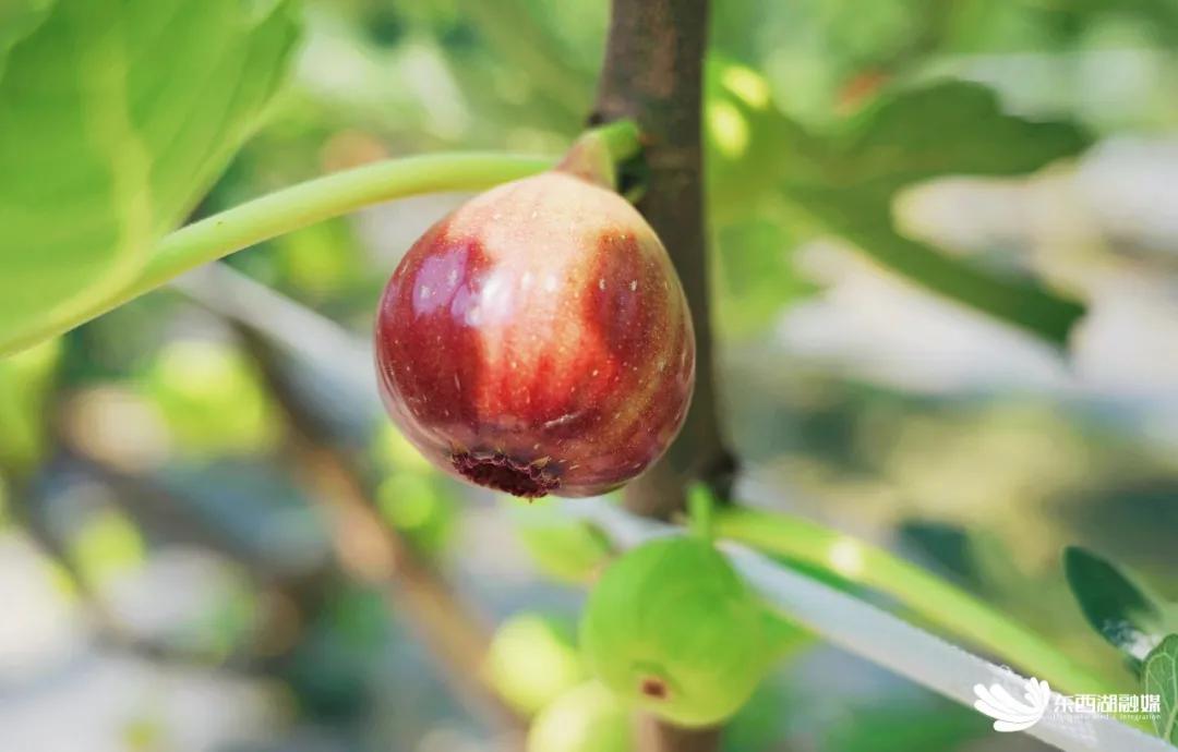 助农采果,无花果基地助农