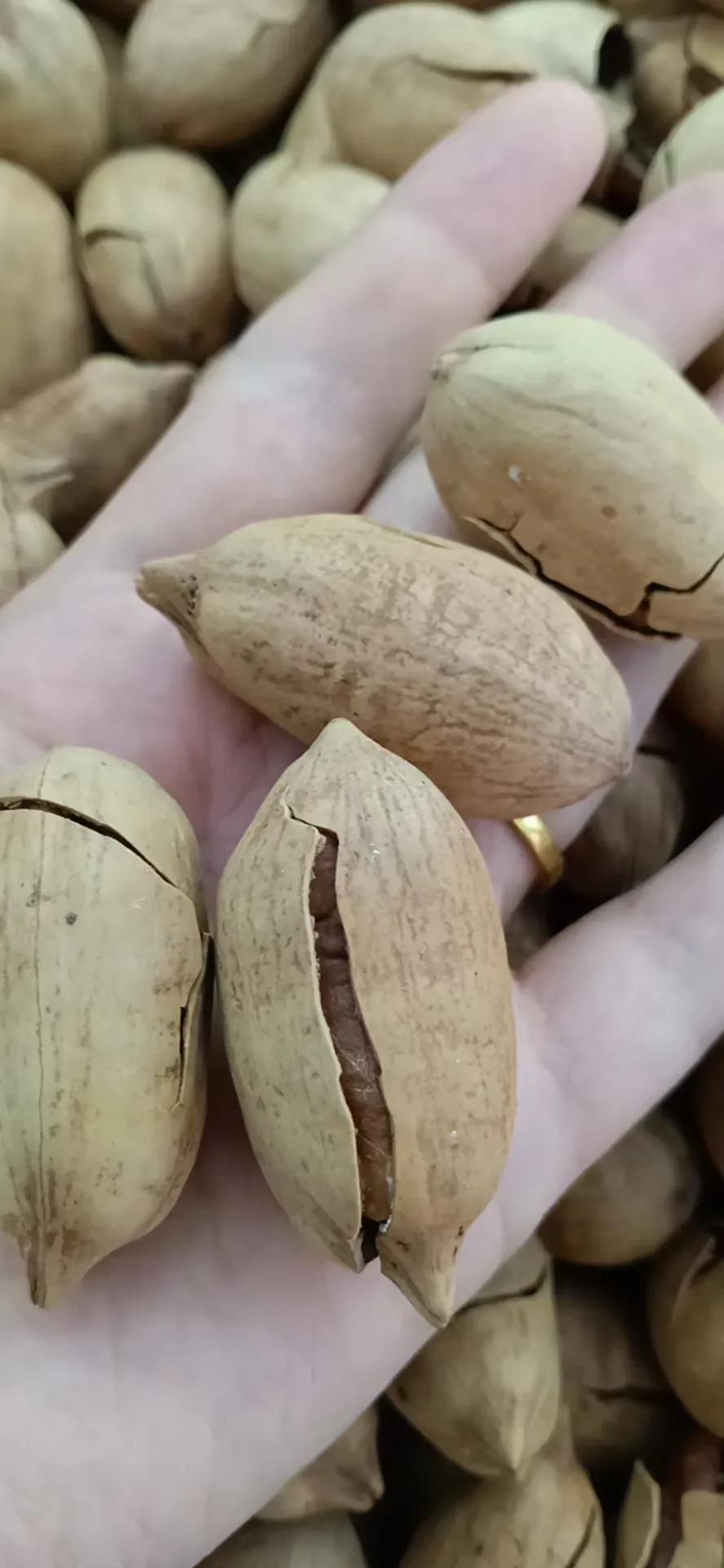 鐤嗘灉鏂版灉鐗逛骇,鏂扮枂骞叉灉