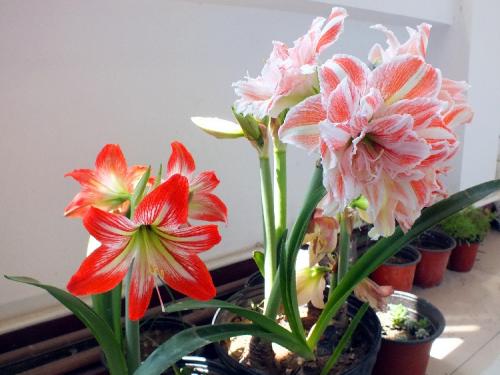 朱顶红小苗晒蔫儿了还能活吗,朱顶红开花了怕晒吗