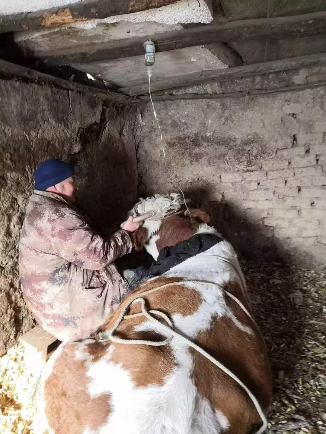 母牛产后高烧瘫痪怎样治疗,母牛产后瘫痪最佳土方法