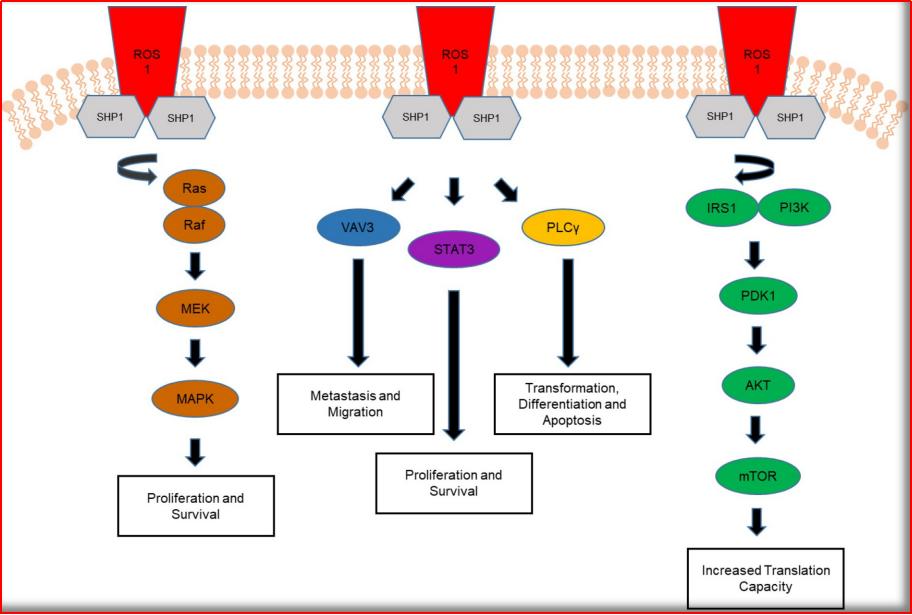 alk基因突变与ros1突变的区别,ros1最新上市靶向药