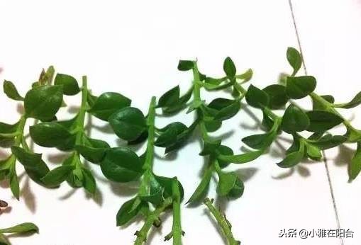 什么吊兰好养也漂亮,好养开花好看的吊兰