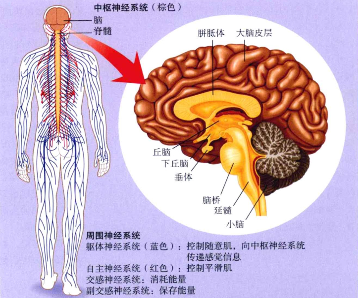 心理学的生物学基础知识,生物心理学知识书籍