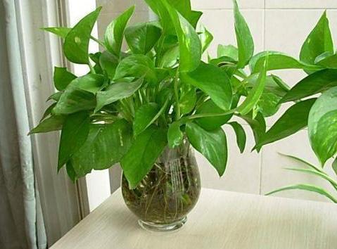 水培绿萝养殖方法的注意事项,水培绿萝怎么修剪根须