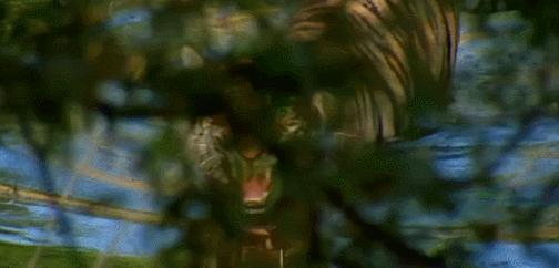 狮虎和百兽之王哪个厉害,狮虎大战真相