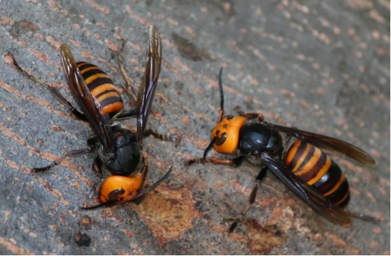 美国大黄蜂被导弹击落,亚洲大黄蜂入侵