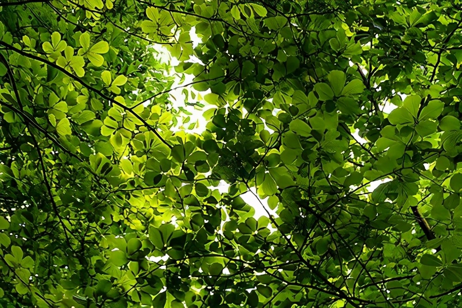 为什么学习无效｜别再入戏太深了，无底洞现象害了多少人