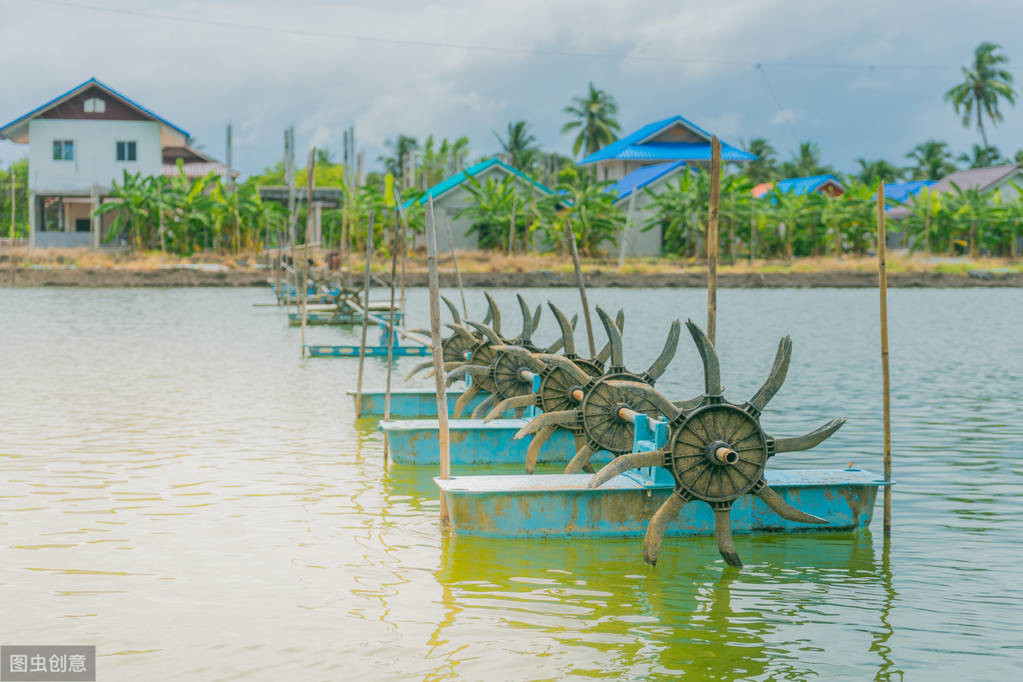 国内对虾养殖的主要品种有哪些,对虾养殖产量最高的三大品种