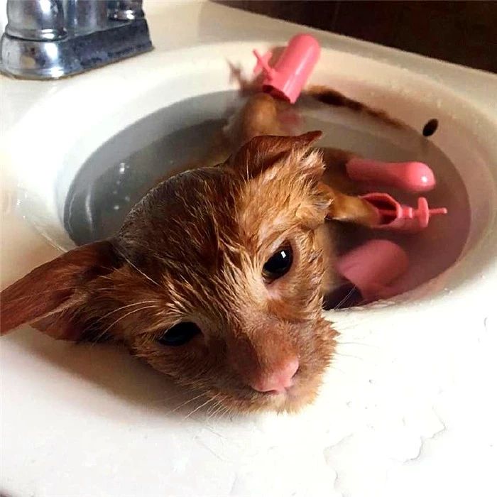 猫咪洗澡容易出现的常见情况,猫咪太小不能洗澡有味道怎么办