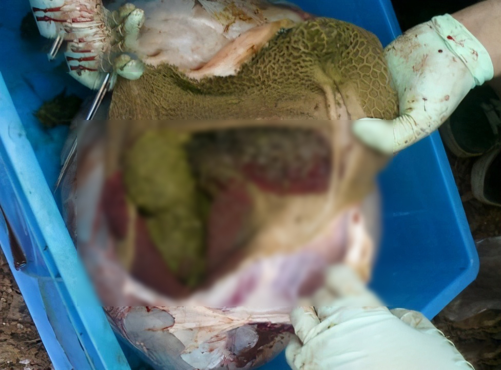 水蛭吃进肚子里还能活吗,水蛭在牛肚子里能不能存活