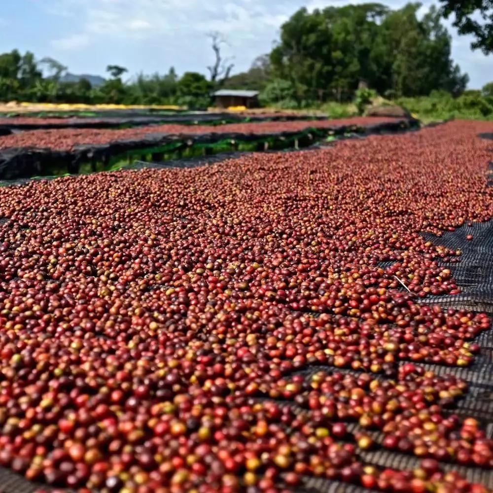 为什么大家害怕聊非洲？而聊到咖啡，为什么都会想到埃塞俄比亚？