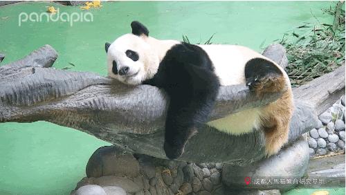 不能出去玩怎么办？滚滚表示在家也可以很快乐