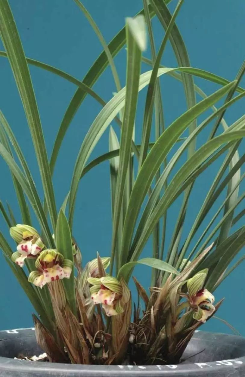 养兰新手用啥盆,最简单的养兰植料