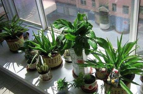 多放些绿植还能让室内充满生机,屋里养什么绿植吸收尼古丁和尘土