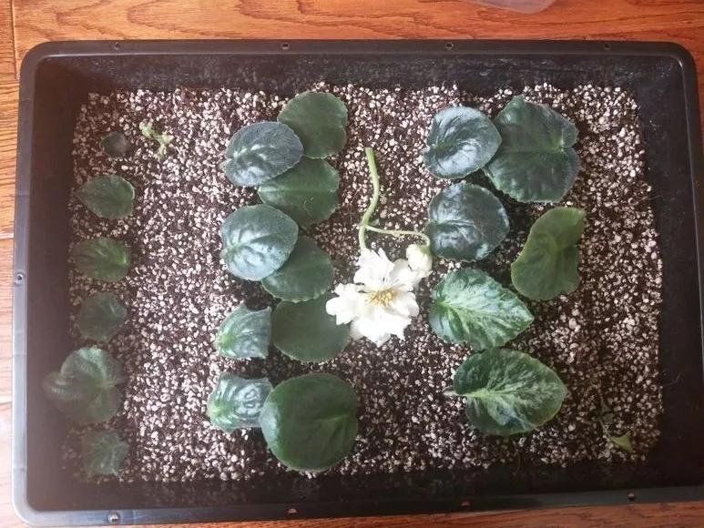 什么花最好养最耐阴,什么花最好种又耐阴