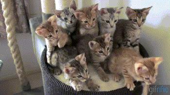 猫咪平替好物推荐,提高猫咪生活质量的几款好物