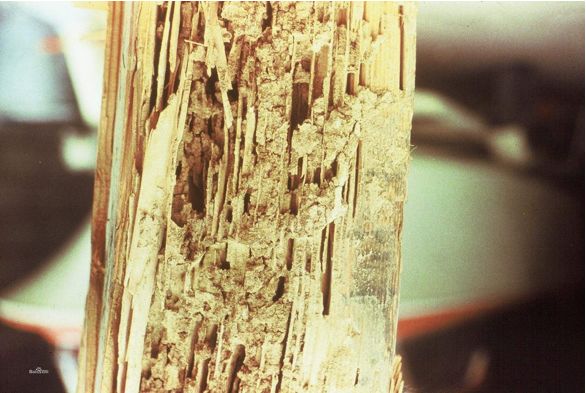 家里有白蚁最简单处理方法,白蚁处理方法家里发现白蚁怎么治