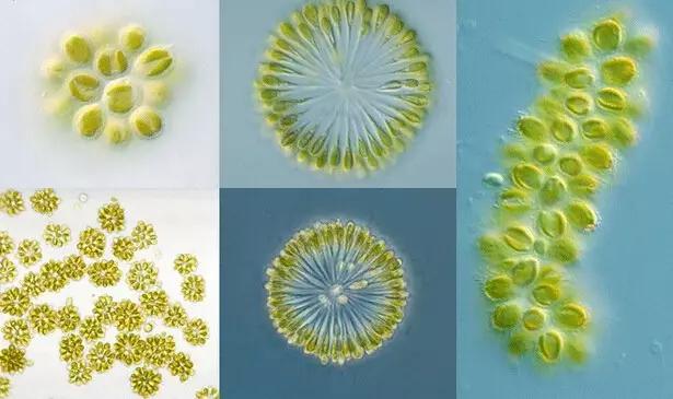 水产养殖业藻类的生命周期,水产养殖常见藻类植物