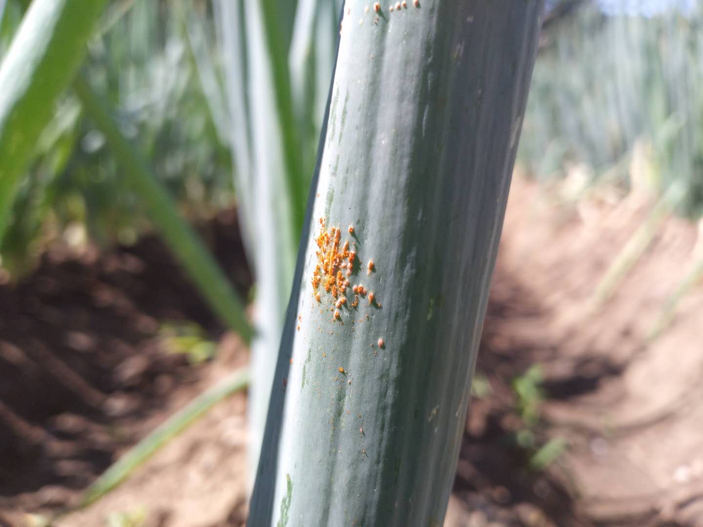 大葱红锈病是怎么回事,大葱有黄锈病怎样治
