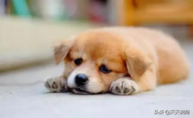 土狗有虫子怎么养,土狗养什么最旺