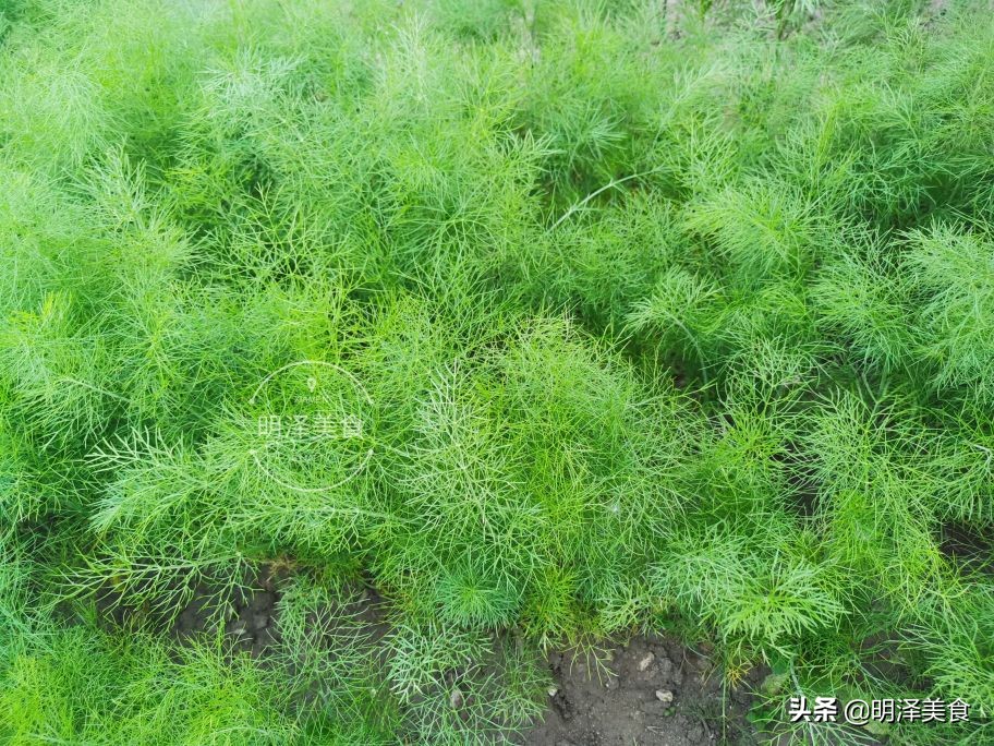 这种蔬菜很少生虫,用它做馅蒸包子,味道鲜香,我一次能吃四五个