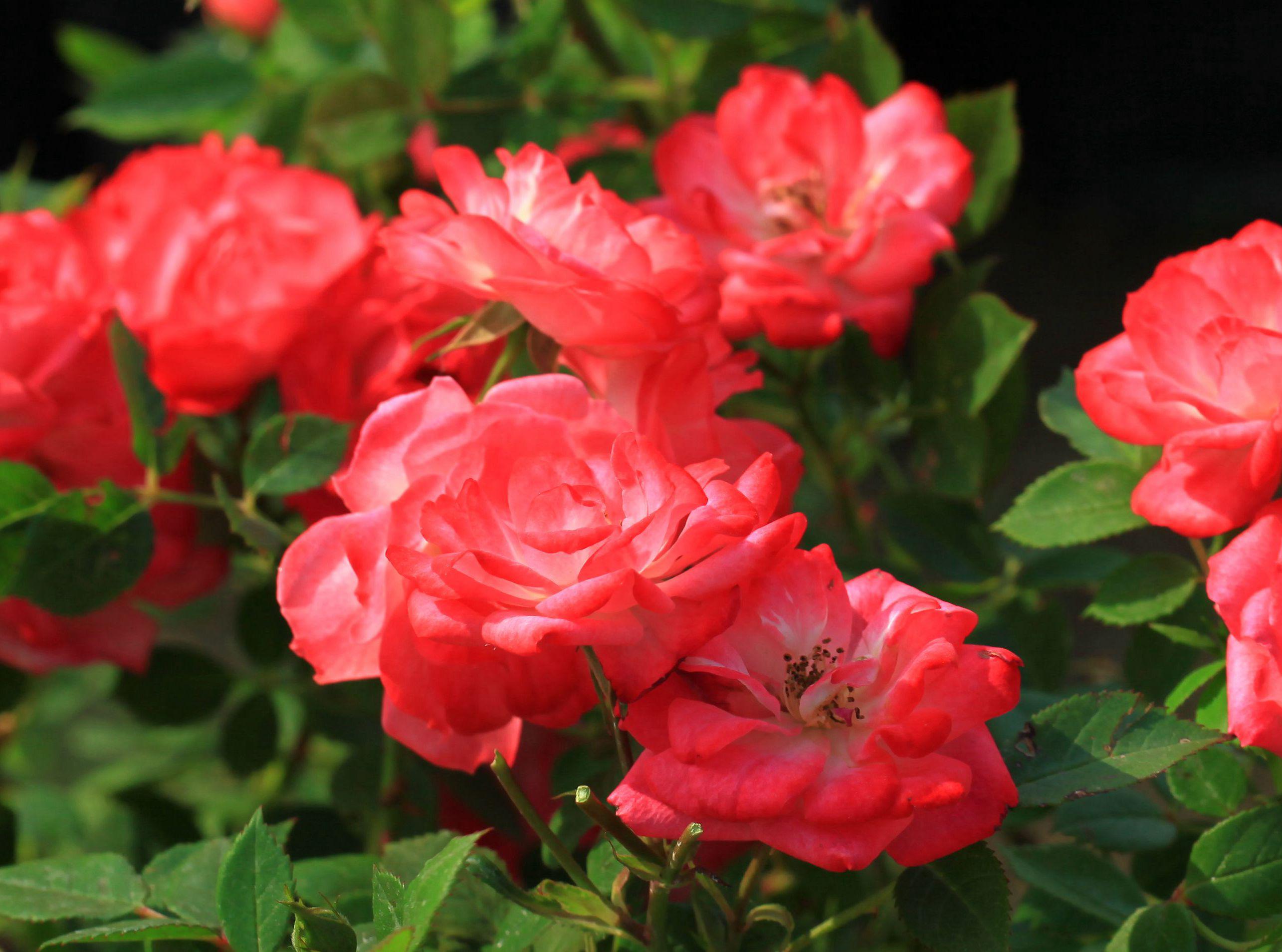 大兴月季园的月季有多少种,北京最大的月季基地在哪