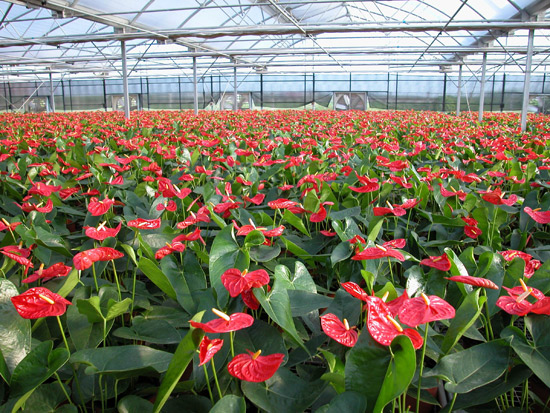 红掌花谢后轻轻一摘就掉,红掌开完花后再也不开