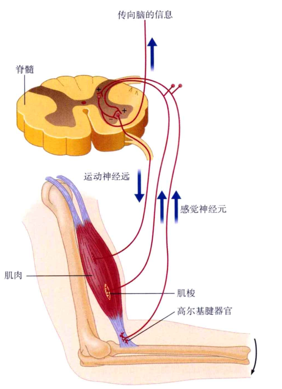 心理学的生物学基础知识,生物心理学知识书籍