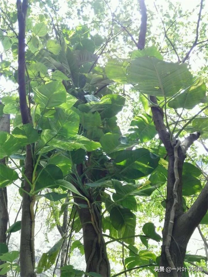 绿萝的叶子越养越小是什么原因,绿萝叶子越养越少