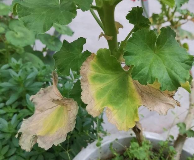 植物黄叶就用它调理,植物黄叶用什么挽救