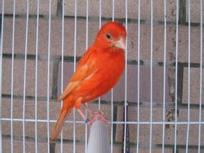 金丝雀和芙蓉鸟有区别吗,金丝鸟科普