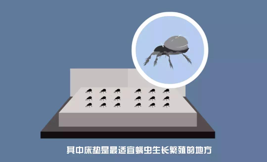 真正脸部除螨的产品,脸上除螨神器怎么用